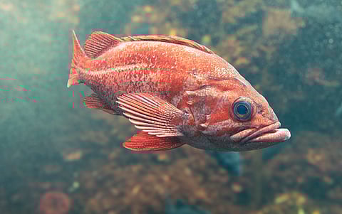 Scientists have identified unique sounds for 8 fish species