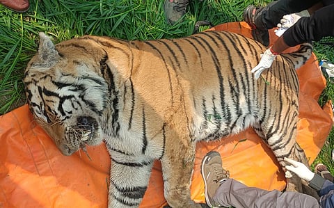 Is illegal electric fencing by farmers posing a new threat to big cats in Bihar’s lone tiger reserve?