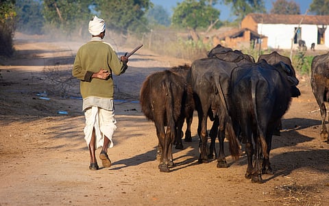 Union Budget 2026-27 gives boost to livestock, fisheries