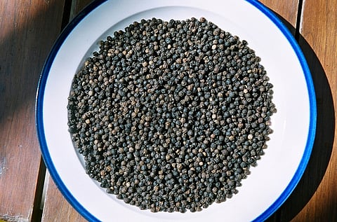 Why black pepper could be Chhattisgarh’s new ‘black gold’