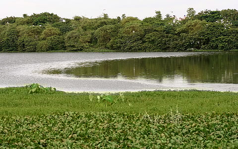 World Wetlands Day 2026: How a walk along a water body in Karnataka revealed a veritable food basket