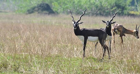 Odisha’s Ganjam retains its reputation as a haven for blackbuck, as numbers increase in latest census