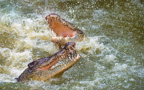 From Vanuatu to the Seychelles: How the Saltwater crocodile once lorded over the Indo-Pacific