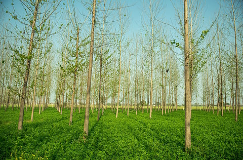 India’s agroforestry starved of finance despite ambitious 50 mln ha target by 2050