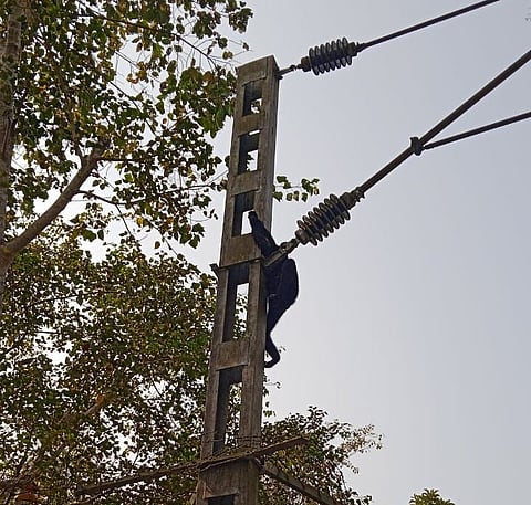 Hoolock Gibbon electrocuted by a railway track in Assam