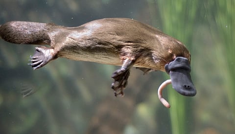 No animal alive today is ‘primitive’ — why are so many still labeled that way?