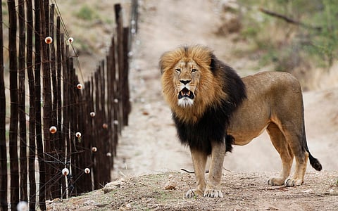 Fences separate wildlife from livestock across southern Africa; removing parts of them can help both: Study