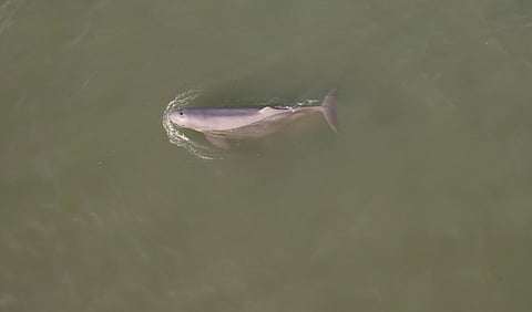 There are 765 dolphins of six species along Odisha’s coast, latest census reveals