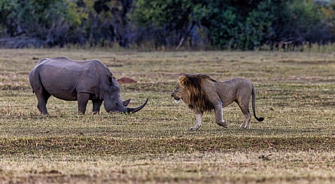 Decline of Africa’s elephants, rhino and lions has affected nutrient cycling and seed dispersal: Study