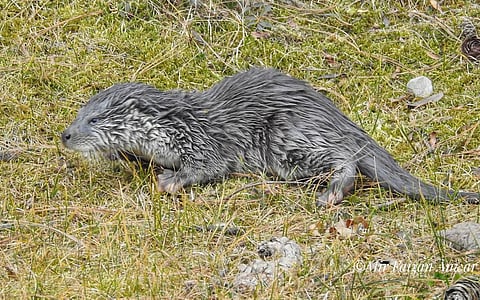 Wadur: The Eurasian otter makes a quiet return to Kashmir’s waters