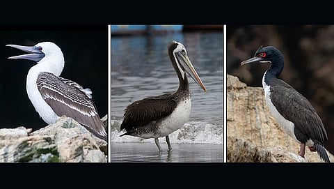 Along Peru’s desert coast, the Chincha Indians built a powerful state preceding the Inca; their secret was poop