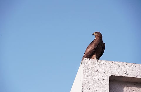 Ahmedabad, India’s seventh-largest city, has 181 bird species or nearly one-third of Gujarat’s avifauna