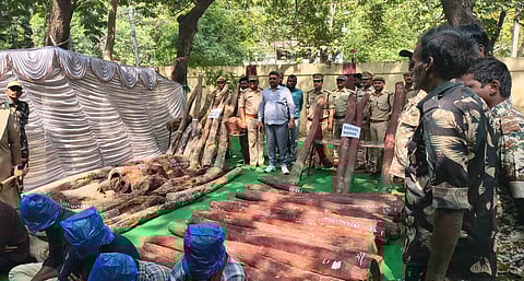 Busy Tirupati pilgrimage route makes Red Sanders smuggling easy in south Andhra Pradesh