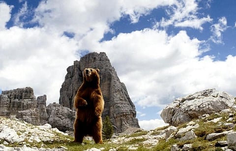 Bart the Bear, featured in the 1987 movie 'The Bear'.