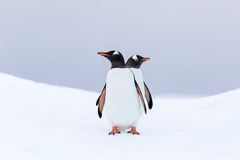 Gentoo penguins