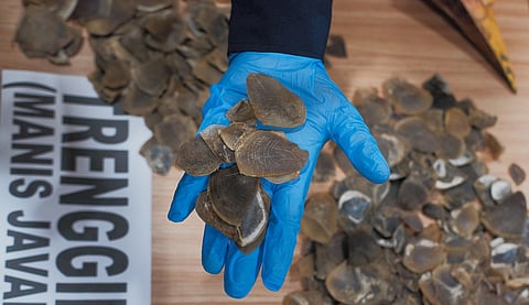 World Pangolin Day 2026: Unique trade routes, complex networks driving illegal global trade