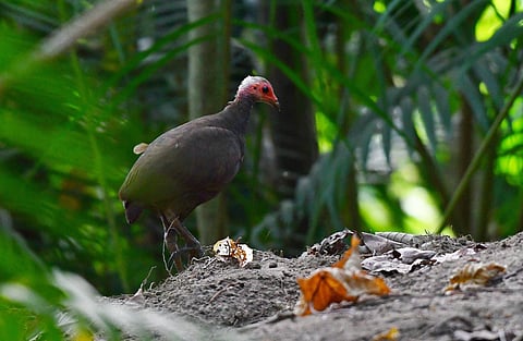 After the NGT order, safeguards will now decide Great Nicobar’s future