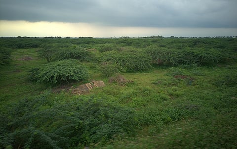 The paradox of mesquite