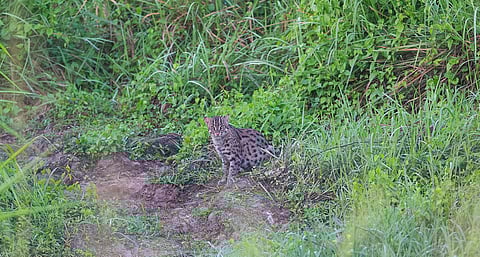 Assam’s Kaziranga is a stronghold of the endangered fishing cat as first scientific assessment finds thriving population