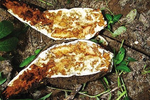 An infected cassava root.
