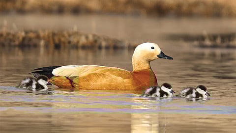 Saintly guardians of Ladakh