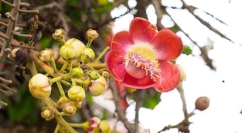 Nature’s rhythms deteriorating: Climate change is altering the flowering ‘calendar’