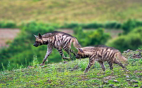In run-up to CMS COP15, Tajikistan and Uzbekistan urge inclusion of striped hyena in Appendix I and II of the Convention of Migratory Species