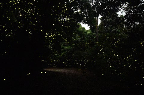 Counting the glow: India’s first firefly checklist reveals 92 species