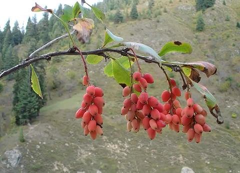Barberry plants in the Himalayas are being increasingly exploited for their roots rather than appreciated for their berries