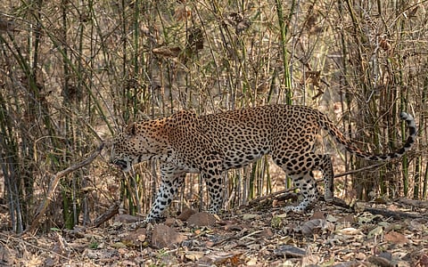 Maharashtra’s downgrading of legal protection for leopards symbolic, aims to facilitate Vantara: experts