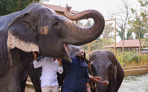 Relocating leopards from Maharashtra to Vantara raises profound ecological and ethical questions