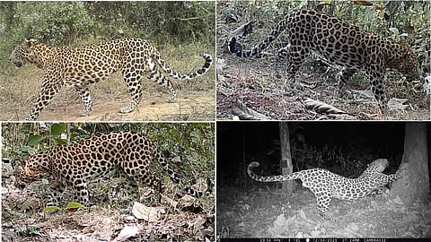 Leopards spotted in camera traps.