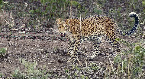 The Maharashtra leopard controversy raises concerns about the future of conservation in India