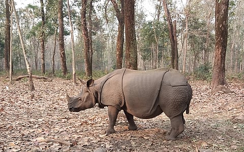 Does a changing climate increase the risk of rhino poaching? Yes, say experts