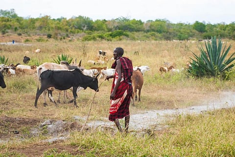 For decades, Maasai communities have lived alongside wildlife in Ngorongoro, practising pastoralism that some researchers say supports biodiversity.
