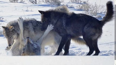 The big, good wolves of Yellowstone