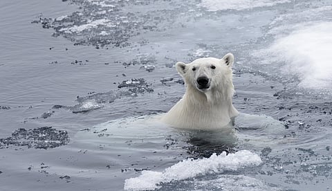 Seals risk death by polar bear for a varied meal, UBC study finds