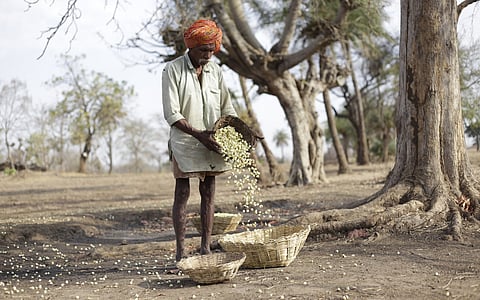 The global rise of Mahua risks severing its local Adivasi roots