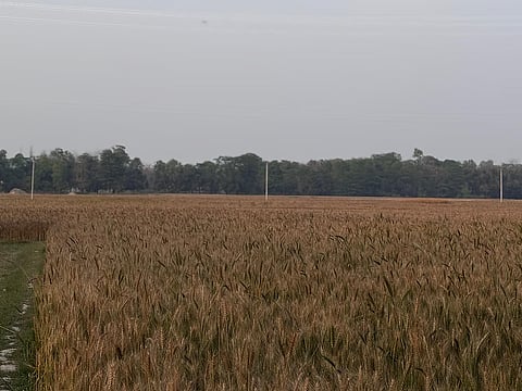 Unusually high temperatures in February and March have affected the wheat crop in Darbhanga, Bihar, disrupting the grain-filling stage and potentially reducing yields.