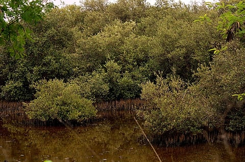 ‘Disappointed’, says Debi Goenka, as apex court gives go-ahead to cut mangroves for key road project in north Mumbai