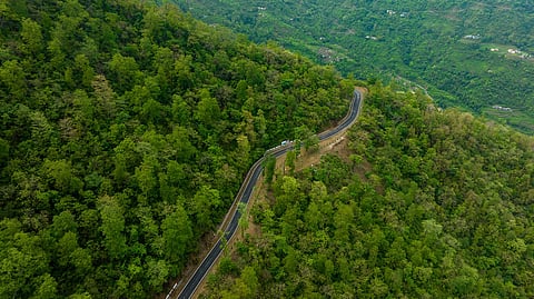 Forests are not peripheral environmental assets but foundational economic infrastructure