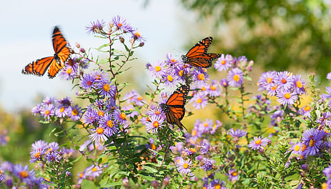 64 per cent increase in Mexico’s Monarch butterfly population