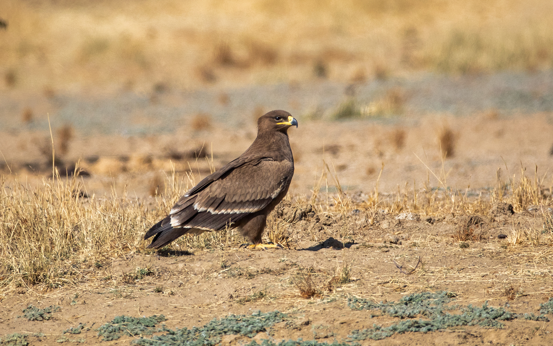 Western Rajasthan now a bastion of the Steppe Eagle
