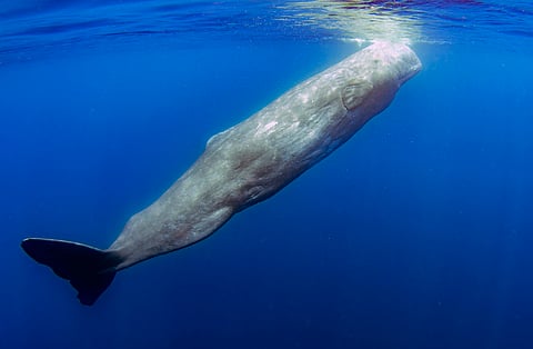 Herman Melville was right about Moby Dick. Sperm whales can headbutt, says new research