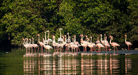 When nature doesn’t send a bill: Why India must start pricing environmental damage