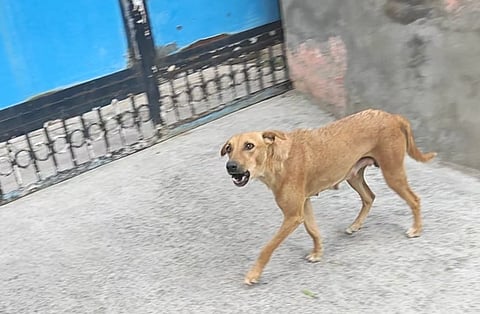 A free-ranging dog chasing you may not necessarily be ‘aggressive’