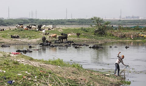 Yamuna, the river that became stagnant