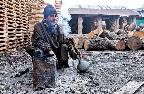 Dried streams to declining bats: The fate of Kashmir’s iconic willows hangs in the balance as climate change takes a toll