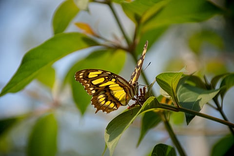 Many insects, like this malachite butterfly, face critical heat stress under future temperatures.