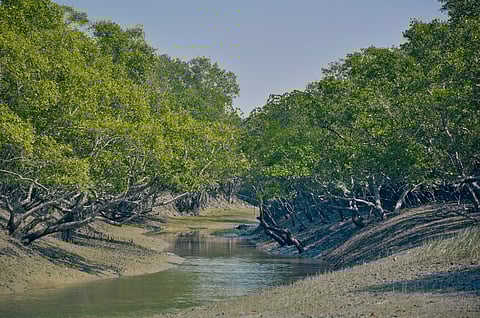 Findings show signs of “critical slowing down” in the UNESCO Sunderbans, where ecosystems take longer to recover from disturbances.
